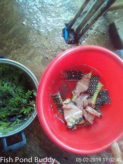 Fish Pond Buddy: Guinataang Bayawak (Water Monitor Lizard Cooked in ...