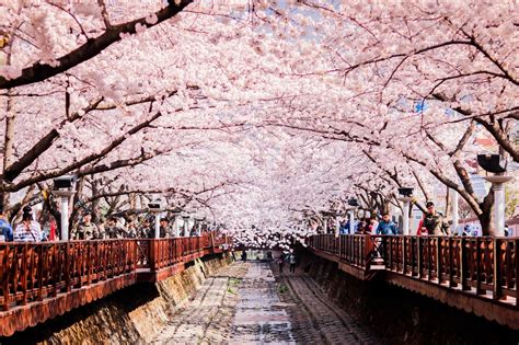 KOREA POPULAR 5D CHERRY BLOSSOM | Pengen Liburan