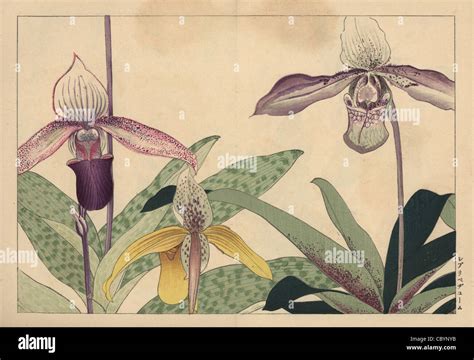 Lady slipper orchids, Cypripedium varieties Stock Photo - Alamy