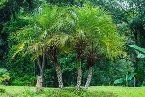 11 Spectacular Palm Trees That Provide Shade - Conserve Energy Future