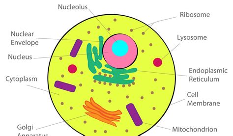 Cytoplasm Drawing at GetDrawings | Free download