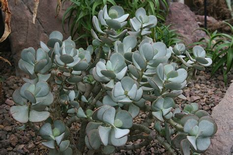 Crassula arborescens (Chinese Jade, Silver Dollar, Silver Dollar Jade ...