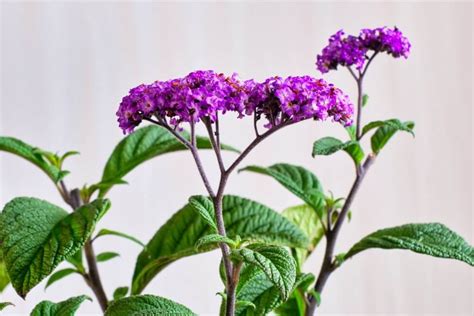 Heliotrope Flower Meaning, Symbolism, and Uses - Petal Republic