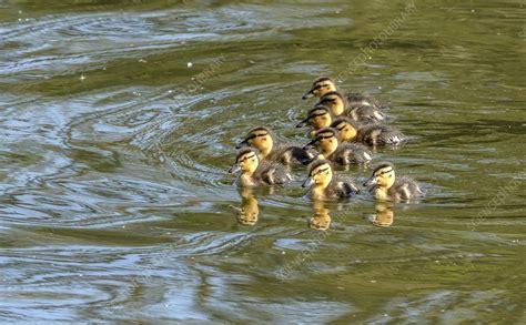 Mallard ducklings - Stock Image - C051/2291 - Science Photo Library