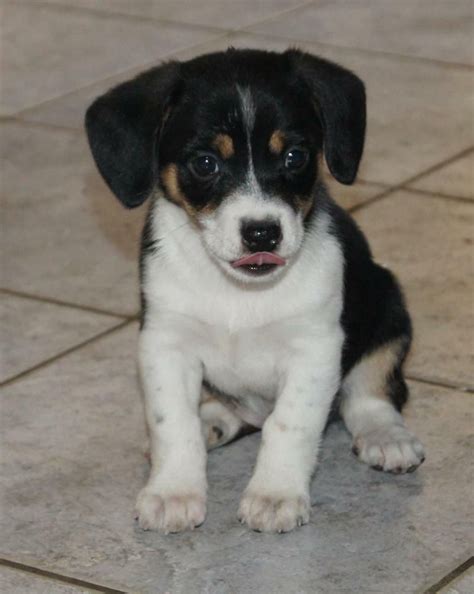 Amy, Chihuahua-Beagle-Mix | Super cute dogs, Beagle mix, Cute dogs