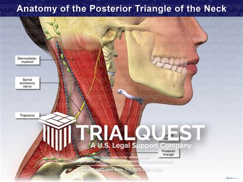 Anatomy of the Posterior Triangle of the Neck - TrialQuest Inc.