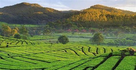 6+ Destinasi Agrowisata di Indonesia (Agritourism), Mana Saja? - PT Eticon Rekayasa Teknik