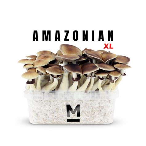 Buy Magic Mushroom Grow Kit PES Amazonian XL by Mondo® - Magic Truffles Shop