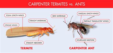 Flying termites and preventive measures from them | Reinigungsfirma ...