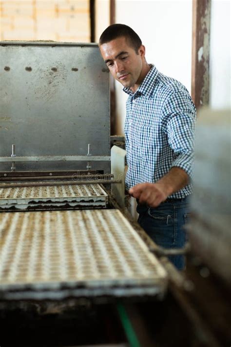 Man Plant Factory Labourer Working at Conveyer Stock Image - Image of cultivar, organic: 279733053