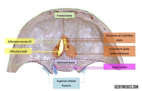 Cranial Foramina | Skull Anatomy | Foramen | Geeky Medics