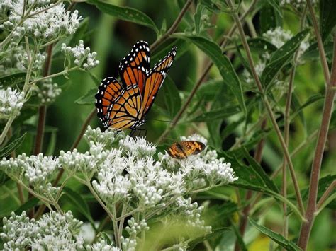 12 Pretty Pictures of Milkweed Flowers in Bloom - Birds and Blooms