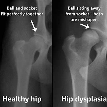 Are X Rays Bad For Dogs