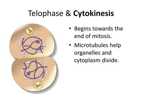 PPT - Stages of Mitosis PowerPoint Presentation, free download - ID:1881326