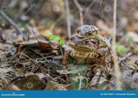 A Female Toad Carries a Male during the Breeding Season Stock Photo ...