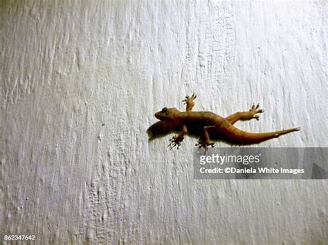 273 Gecko Climbing Stock Photos, High-Res Pictures, and Images - Getty ...