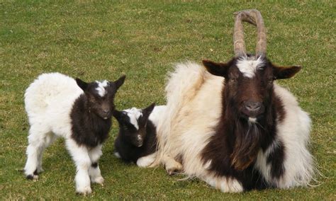 Bagot goat - Lake District Wildlife Park