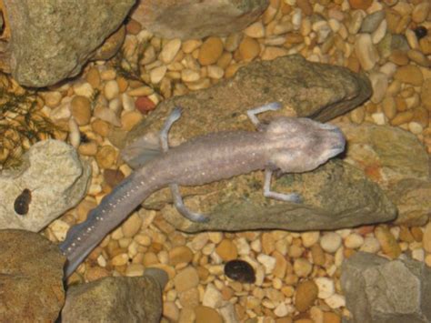 Texas Blind Salamander Facts and Pictures