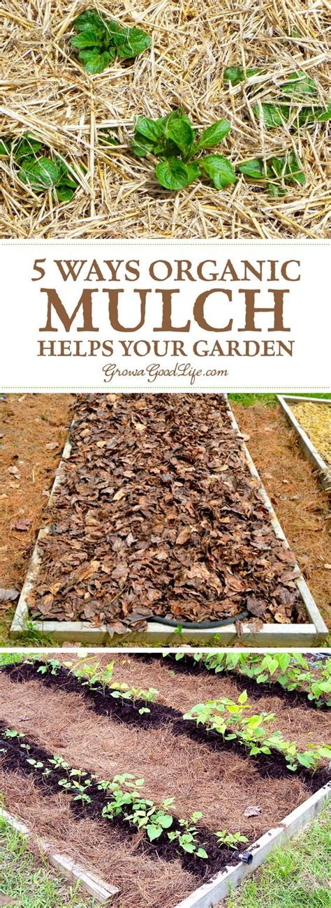 5 Ways Organic Mulch Helps Your Vegetable Garden | Organic mulch ...