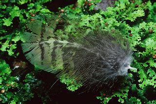 Kakapo feather on moss | Fiordland National Park. Photo: Don… | Flickr