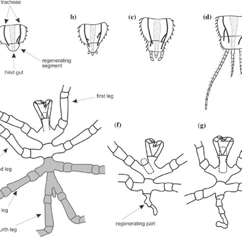 Arthropod Biology and Evolution: Molecules, Development, Morphology | Request PDF