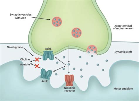 Neuromuscular Blocking Agents Mechanism Of Action