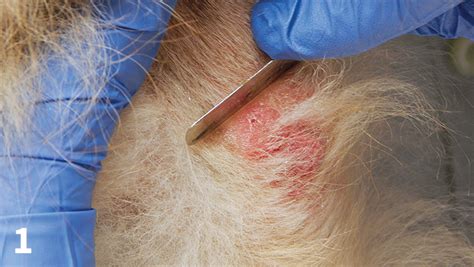 Skin Scraping for External Parasites | Clinician's Brief