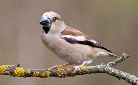 Hawfinch Facts: Identification, Diet, Migration Info etc. - Binocular Base