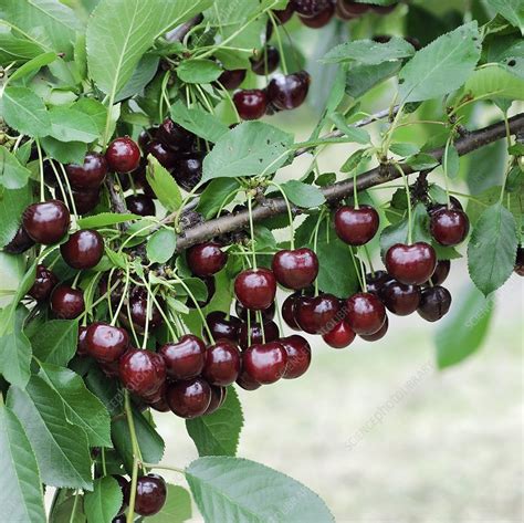 Sour Cherry (Prunus cerasus 'Achat') - Stock Image - C013/1720 - Science Photo Library