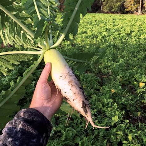 Daikon Radish - Nixa Hardware & Seed Company