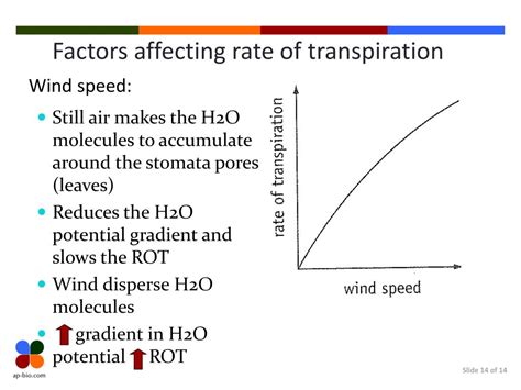 PPT - Xerophytes & Transpiration Factors PowerPoint Presentation - ID ...