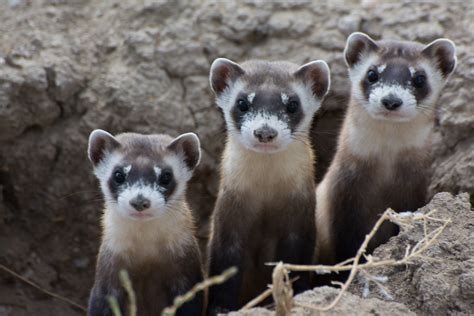 The Black-Footed Ferret: One of America’s Rarest Mammals – The Post ...