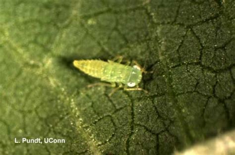 Leafhopper Nymph - Potato leafhopper | Center for Agriculture, Food ...