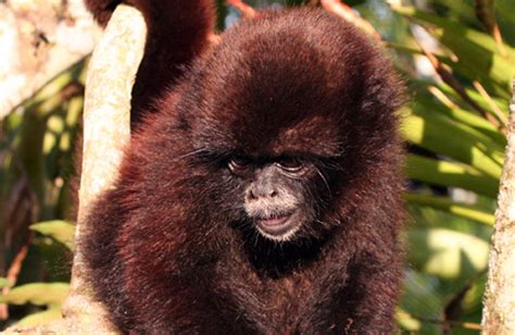 Success! Community Conservation Brings Critically Endangered Monkey Back From the Brink ...