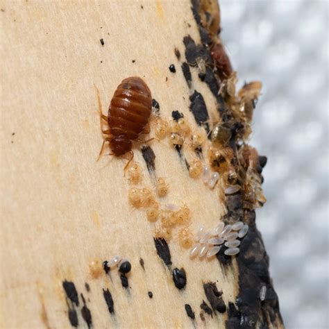 Bed Bug Eggs On Sheets