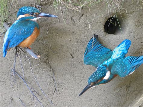 Kingfishers in nest scene - UK Bird Small Mammal Taxidermist Mike Gadd