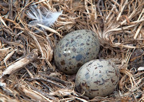 Sea Gull Eggs Ready To Hatch Photograph by Eddie Yerkish