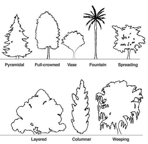 Structure of Forest: Crown of Tree, Types, Canopy, Videos and Examples ...