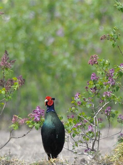 Japanese (Green) Pheasant キジ