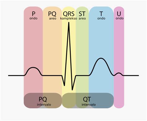 Labelled Diagram Of Ecg