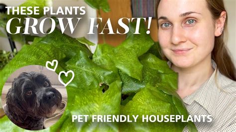 Fastest Growing Houseplants in my Collection | Pet Friendly Houseplants - YouTube