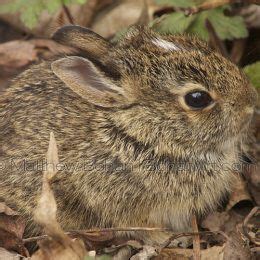 Eastern Cotton-tailed Rabbit; photo by Matthew Bohan; prints available by request #nature # ...