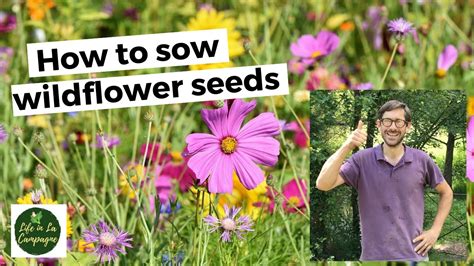 How to sow wildflower seeds - YouTube