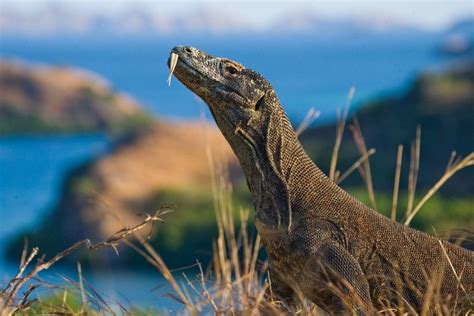 Discover Komodo National Park, Indonesia in 3 Days