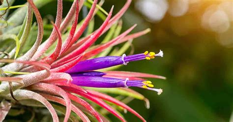 Tillandsia Ionantha Care: Growing Of Bromeliad Air Plants