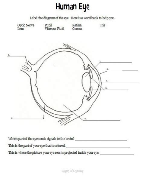 Label The Eye Worksheet