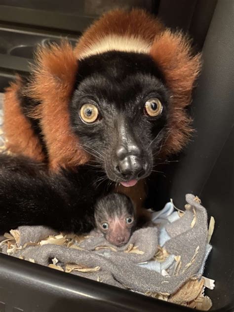 Critically Endangered Red Ruffed Lemur Born - The Lemur Conservation ...