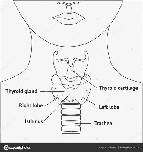 Anatomi laring manusia — Stok Vektor © hlivnyk.a.gmail.com #147462467