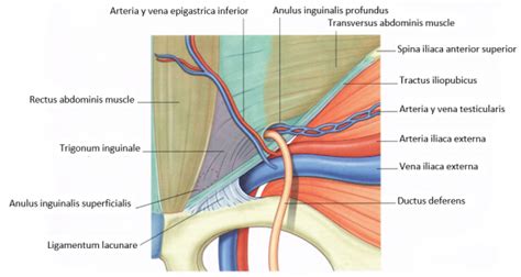 Surgical management of a strangulated inguinal hernia in a Cynomolgus Monkey (Macaca ...