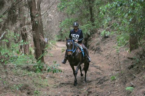 Getting started in endurance - NZ Horse & Pony